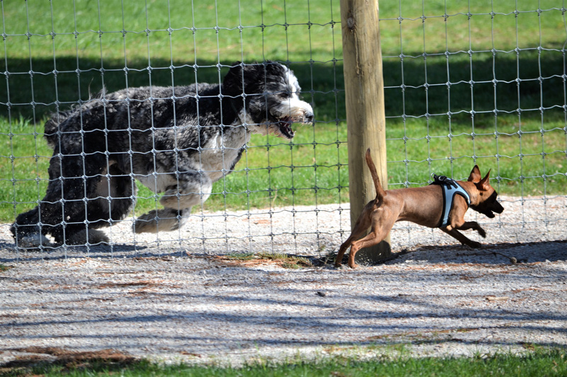 dogs