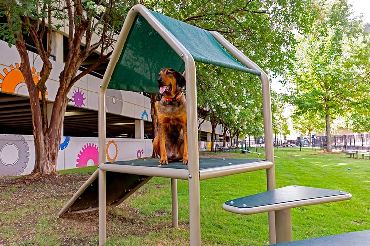 dog park play structures